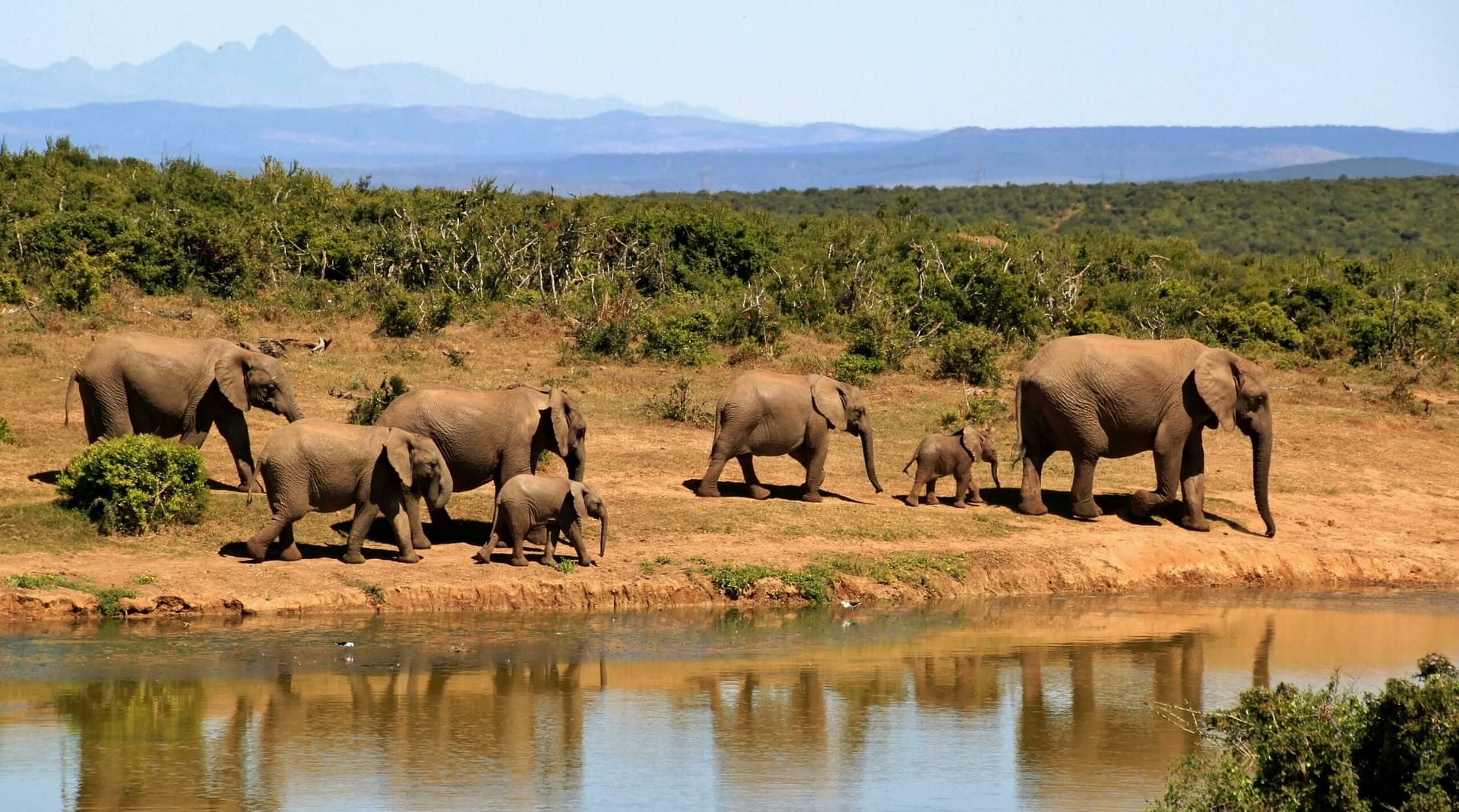 Lune de miel en savane : Comment réussir un safari en Afrique pour des souvenirs mémorables